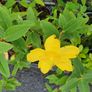 Butterfly Bush Buddlia Plants Image 6