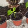 Plants Beans Image 4