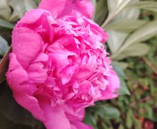 Peony