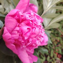 Peony
