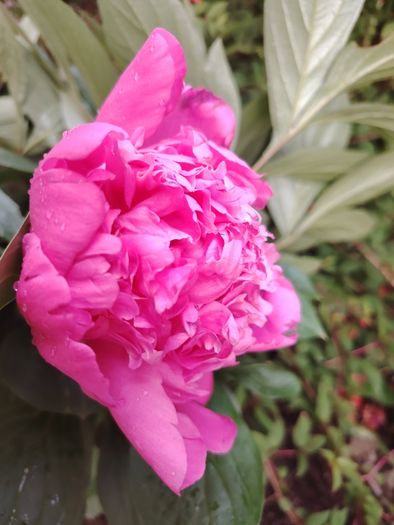 Peony