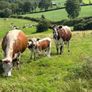 Pedigree Irish Moiled cows with bull calf at foot Image 3
