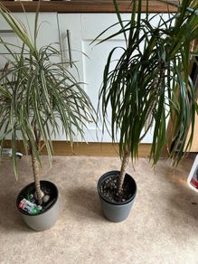 Variegated Dracaena Marginata plants x2