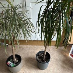Variegated Dracaena Marginata plants x2
