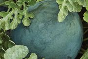 (W) Watermelon Sugar Baby seeds 1g (883294)
