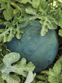(W) Watermelon Sugar Baby seeds 1g (883294)
