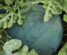 (W) Watermelon Sugar Baby seeds 1g (883294)