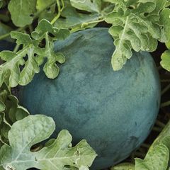 (W) Watermelon Sugar Baby seeds 1g (883294)