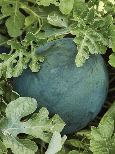 (W) Watermelon Sugar Baby seeds 1g (883294)