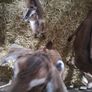 kid goats Image 6
