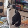 cat Image 3