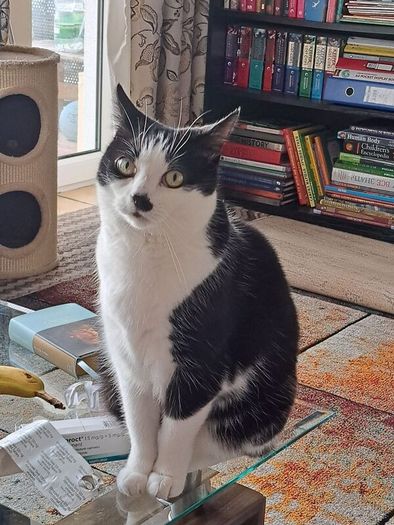 cat