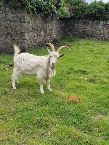 Goat