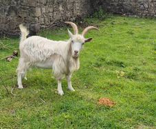 Goat