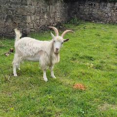 Goat