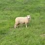 Organic Romney Ram Lambs Image 2