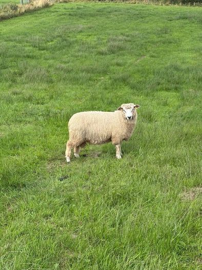 Organic Romney Ram Lambs
