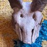 Kudu skull/horn Image 3