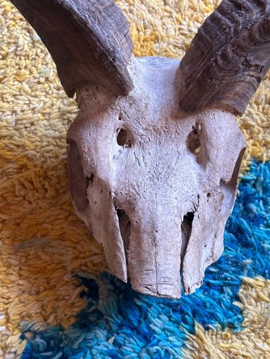 Kudu skull/horn