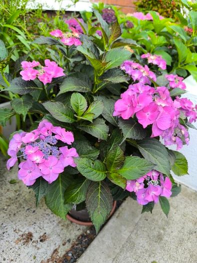 garden plants