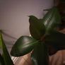 Indoor plants Image 4
