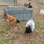 Chickens, (Cockerels and Pullets) Image 5