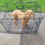 Cage for small dog Image 6