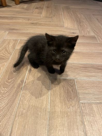 kitten