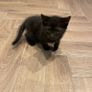 kittens Image 3
