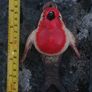 Set Of Four Robin Bird Hooks Hand-Painted Image 4