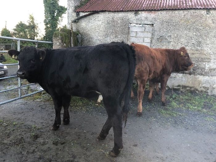 Coloured heifers for sale.