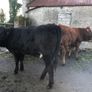 Coloured heifers for sale. Image 7