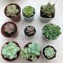 Succulents Image 2