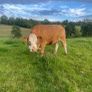 Limousin Cow Image 3