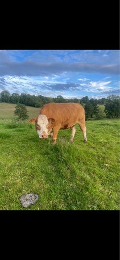 Limousin Cow
