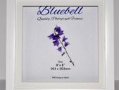 White Picture Frames x 12