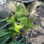 St John's-wort plants Image 3