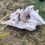 driftwood Image 6