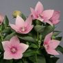 (B) Balloon Flower Pink seeds 0,1g (185202) Image 3