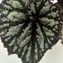 Begonia Image 2