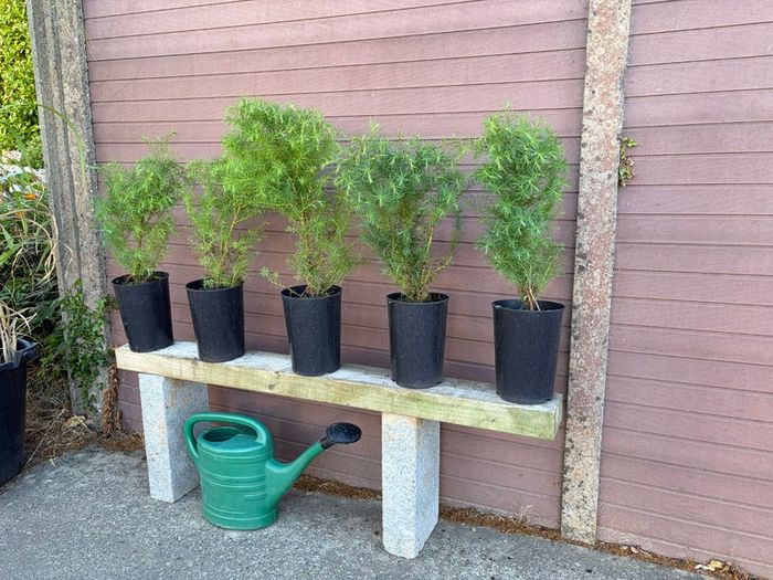 Cryptomeria japonica Elegans (Japanese Cedar)