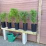 Cryptomeria japonica Elegans (Japanese Cedar) Image 2
