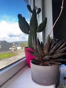 cactus