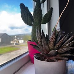 cactus