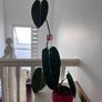 Philodendron Melanochrysum. Large Established Plant + Red Pot Image 3