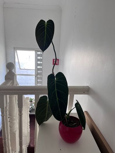 Philodendron Melanochrysum. Large Established Plant + Red Pot