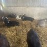 Calves Image 5