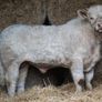 Quality 5 Charolais Bulls Image 6