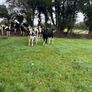 Spring Calving Heifers Image 3