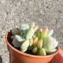 plant Image 3